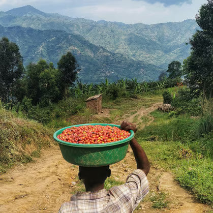 Uganda Rwenzori Kasese Natural