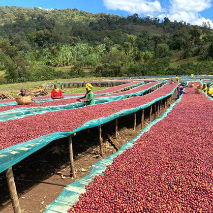 Ethiopia Guji