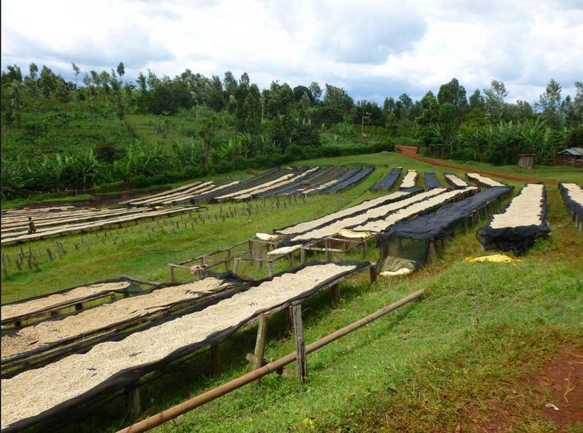 Kenya AA plus