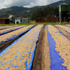 Papua New Guinea Peaberry