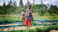 Organic Papua New Guinea
