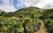 Costa Rica Tarrazu Honey