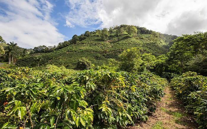 Costa Rica Tarrazu Honey